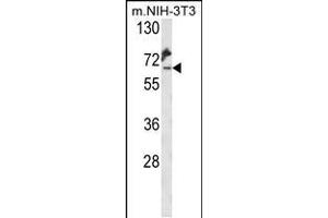 Western blot analysis of KLC2 Antibody in mouse NIH-3T3 cell line lysates (35ug/lane)
