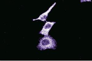 Immunofluorescence staining of HeLa cells (Human cervical epitheloid carcinoma, ATCC CCL-2. (BIRC6 antibody  (AA 372-571))