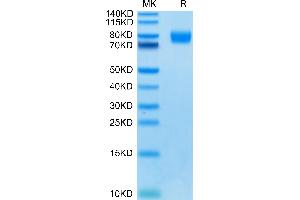 Human CD155 on Tris-Bis PAGE under reduced condition. (Poliovirus Receptor Protein (PVR) (AA 21-343) (mFc Tag))