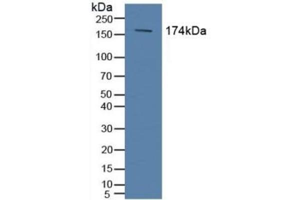 ABCC2 抗体  (AA 1300-1534)
