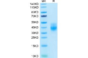 Biotinylated Human NKG2A&CD94 on Tris-Bis PAGE under reduced condition. (NKG2A & CD94 (AA 100-233) protein (His-Avi Tag,Biotin))