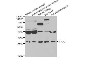 Western blot analysis of extracts of various cell lines, using MYOG antibody (ABIN5974015) at 1/1000 dilution. (Myogenin antibody)