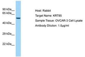 Keratin 85 antibody  (AA 88-137)