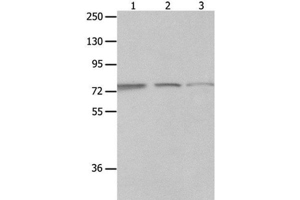 MAGED1 antibody