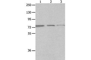 Western Blot analysis of A549, Jurkat and 293T cell using MAGED1 Polyclonal Antibody at dilution of 1:1200 (MAGED1 antibody)