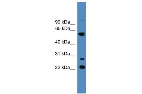 MNS1 抗体  (N-Term)