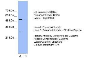 Host: Rabbit  Target Name: SOX5  Sample Tissue: HepG2 cell lysatesLane A:  Primary Antibody Lane B:  Primary Antibody + Blocking Peptide Primary Antibody Concentration: 2. (SOX5 antibody  (C-Term))