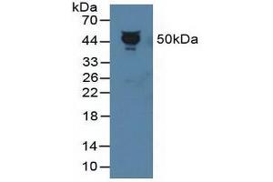 Figure. (PEDF antibody  (AA 21-415))