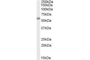 ABIN190840 (2µg/ml) staining of Human Spleen lysate (35µg protein in RIPA buffer).