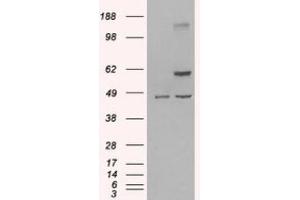 Image no. 2 for anti-TNF Receptor-Associated Factor 2 (TRAF2) (C-Term) antibody (ABIN374824) (TRAF2 antibody  (C-Term))
