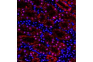 Immunofluorescence of paraffin embedded rat kidney using HOXC9 (ABIN7074251) at dilution of 1:650 (400x lens) (HOXC9 antibody)