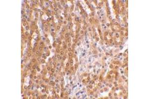 Immunohistochemical staining of mouse kidney using AP30889PU-N at 2 μg/ml. (TICAM2 antibody  (C-Term))