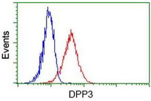 Image no. 2 for anti-Dipeptidyl-Peptidase 3 (DPP3) antibody (ABIN1497828) (DPP3 antibody)