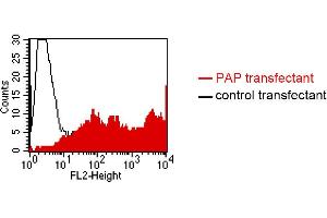 FACS analysis of BOSC23 cells using LT-3D1. (ACPP antibody)
