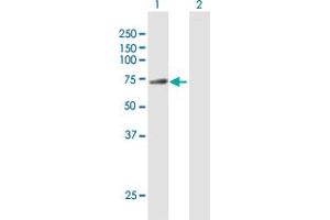 Western Blot analysis of DNAI2 expression in transfected 293T cell line by DNAI2 MaxPab polyclonal antibody. (DNAI2 antibody  (AA 1-593))