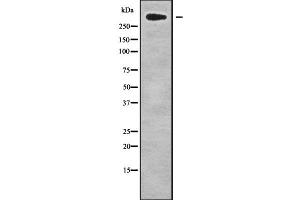 Western blot analysis of CHD8 using HepG2 whole cell lysates (CHD8 antibody  (C-Term))