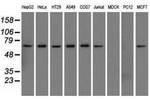 Image no. 2 for anti-Sorting Nexin 9 (SNX9) antibody (ABIN1501046) (SNX9 antibody)