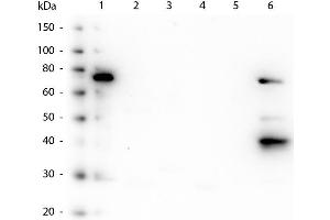 Western Blot of Mouse anti-Human IgM Fc5µ antibody. (Mouse anti-Human IgM (Fc5mu Region) Antibody)