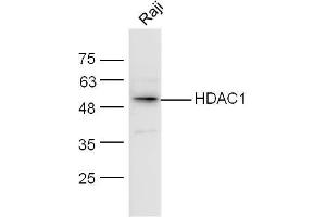 Raji lysates probed with HDAC1/HD1 Polyclonal Antibody, unconjugated  at 1:300 overnight at 4°C followed by a conjugated secondary antibody at 1:10000 for 60 minutes at 37°C. (HDAC1 antibody  (AA 381-482))