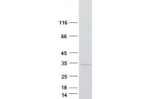 Validation with Western Blot (KCTD11 Protein (Myc-DYKDDDDK Tag))