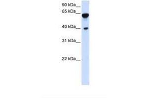 Image no. 1 for anti-Dystrobrevin, beta (DTNB) (AA 434-483) antibody (ABIN6738239) (Dystrobrevin beta antibody  (AA 434-483))