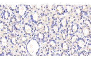 Detection of PZP in Rat Stomach Tissue using Polyclonal Antibody to Pregnancy Zone Protein (PZP)