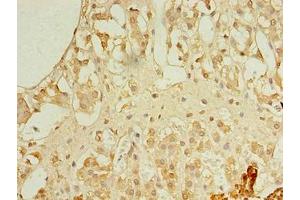 Immunohistochemistry of paraffin-embedded human adrenal gland tissue using ABIN7167447 at dilution of 1:100 (Receptor Accessory Protein 4 antibody  (AA 78-257))