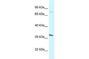 WB Suggested Anti-Bhlhe41 Antibody   Titration: 1. (BHLHE41 antibody  (N-Term))