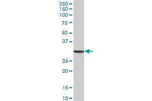ANXA5 MaxPab polyclonal antibody. (Annexin V antibody  (AA 1-320))