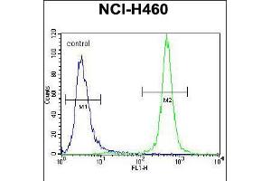 Flow cytometric analysis of NCI-H460 cells (right histogram) compared to a negative control cell (left histogram). (MST1 antibody  (C-Term))