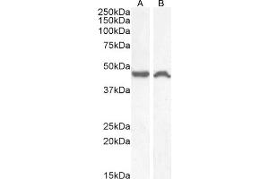 (ABIN190795) (1 μg/mL) staining of HeLa (A) and (0.