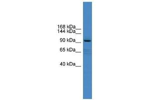 XYLT1 antibody used at 0. (XYLT1 antibody  (Middle Region))