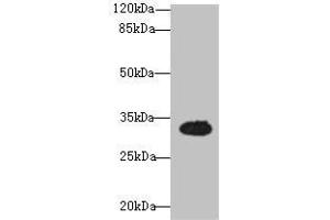 Western blot All lanes: OSER1 antibody at 3 μg/mL + Mouse liver tissue Secondary Goat polyclonal to rabbit IgG at 1/10000 dilution Predicted band size: 32 kDa Observed band size: 32 kDa (OSER1 antibody  (AA 1-292))