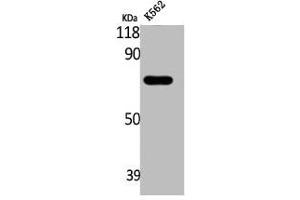 Western Blot analysis of K562 cells using ABCD4 Polyclonal Antibody (ABCD4 antibody  (Internal Region))