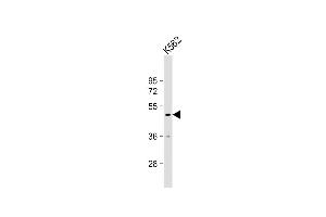 Anti-RN Antibody (Center) at 1:1000 dilution + K562 whole cell lysate Lysates/proteins at 20 μg per lane. (RNF133 antibody  (AA 245-271))
