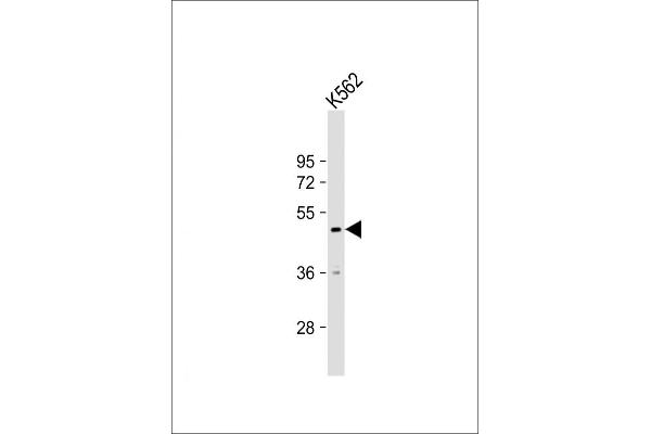 RNF133 antibody  (AA 245-271)