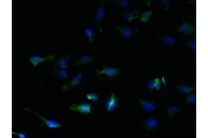 Immunofluorescent analysis of U251 cells using ABIN7169587 at dilution of 1:100 and Alexa Fluor 488-congugated AffiniPure Goat Anti-Rabbit IgG(H+L) (SFXN2 antibody  (AA 1-99))