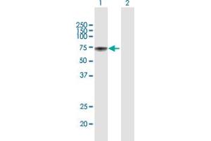 Western Blot analysis of METAP2 expression in transfected 293T cell line by METAP2 MaxPab polyclonal antibody. (METAP2 antibody  (AA 1-478))