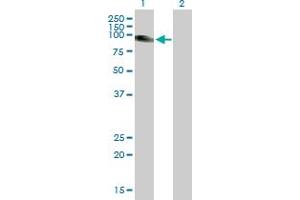 Western Blot analysis of SLC26A2 expression in transfected 293T cell line by SLC26A2 MaxPab polyclonal antibody.