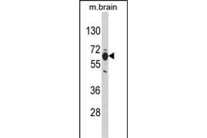 Western blot analysis of PHGDH Antibody (N-term) (ABIN389483 and ABIN2839543) in mouse brain tissue lysates (35 μg/lane).
