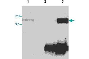 Detection of RANK in RAW cells.