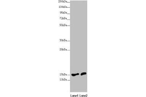 Western blot All lanes: NDUFA12 antibody at 3. (NDUFA12 antibody  (AA 1-145))