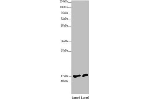 NDUFA12 Antikörper  (AA 1-145)