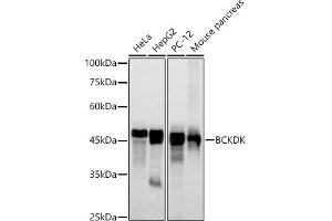Western blot analysis of extracts of various cell lines, using BCKDK antibody (ABIN7265920) at 1:500 dilution. (BCKDK antibody)
