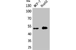Western Blot analysis of MCF7, HepG2 cells using LIR-6 Polyclonal Antibody. (LILRA1 antibody  (N-Term))