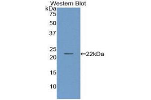 Western Blotting (WB) image for anti-Paraoxonase 1 (PON1) (AA 2-186) antibody (ABIN1861008)