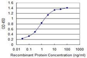 Detection limit for recombinant GST tagged KBTBD10 is 0. (Kelch-like protein 41 (KLHL41) (AA 205-304) antibody)