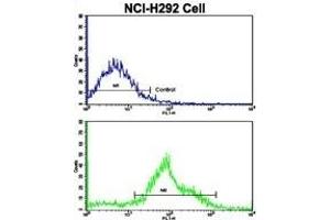 Flow cytometric analysis of NCI- cells using FTO Antibody (N-term)(bottom histogram) compared to a negative control cell (top histogram). (FTO antibody  (N-Term))
