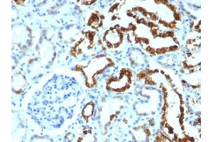 Immunohistochemistry (IHC) image for anti-Milk Fat Globule-EGF Factor 8 Protein (MFGE8) antibody (ABIN6940033)