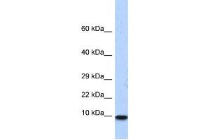 Western Blotting (WB) image for anti-Pterin-4 alpha-Carbinolamine Dehydratase/dimerization Cofactor of Hepatocyte Nuclear Factor 1 alpha (PCBD1) antibody (ABIN2458288) (PCBD1 antibody)
